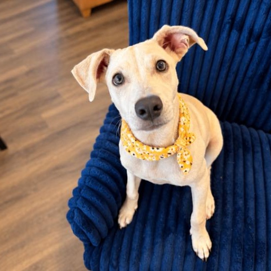 Nina Mia Bo Bina, Adoptable, Puppy Female Yellow Labrador Retriever & Foxhound.