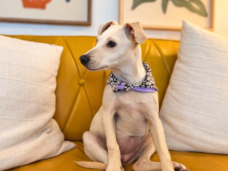 Enlarge Nina Mia Bo Bina, a Adoptable mixed breed in Friendswood, TX image 5/6