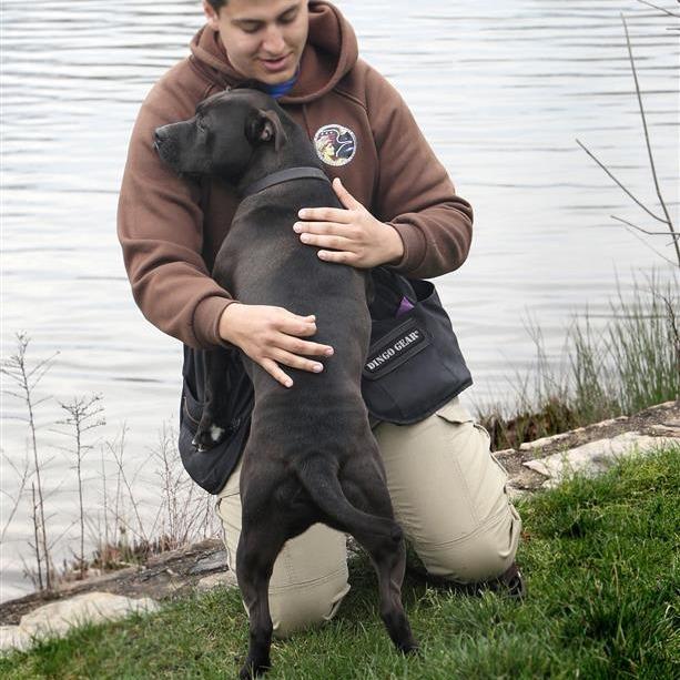 Maverick, Adoptable, Adult Male Pit Bull Terrier & Mixed Breed.