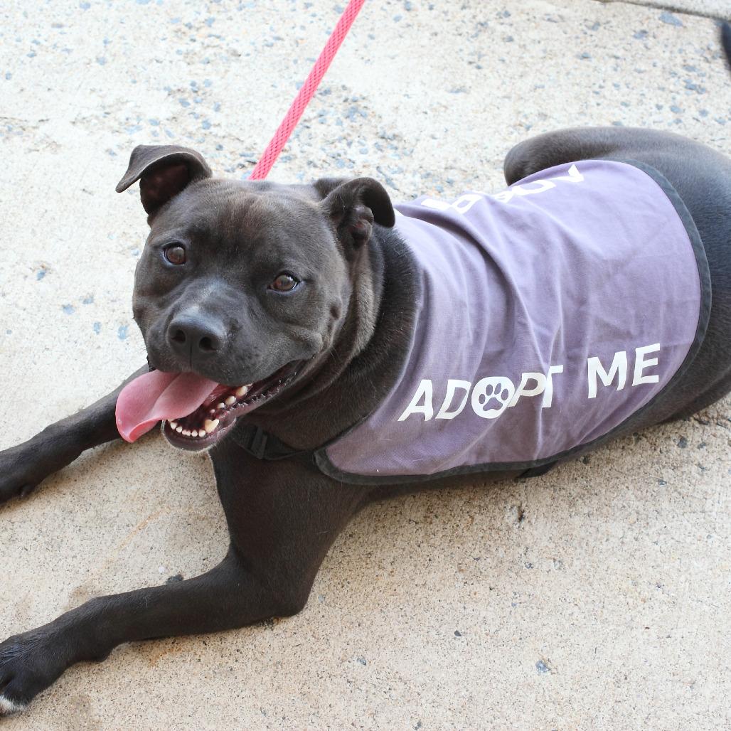 Enlarge Maverick, a Adoptable mixed breed in Fairfax, VA image 2/6