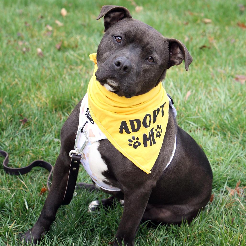 Enlarge Maverick, a Adoptable mixed breed in Fairfax, VA image 3/6
