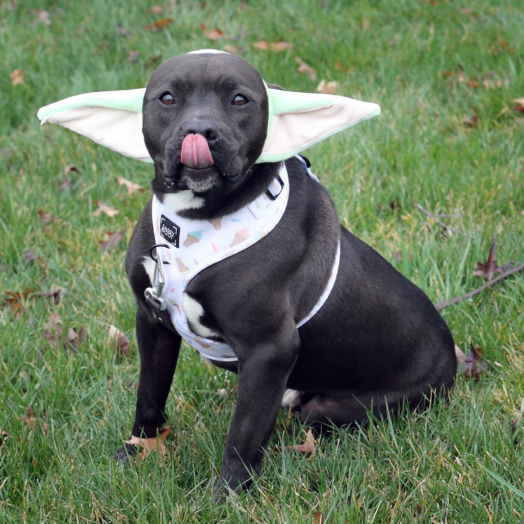 Enlarge Maverick, a Adoptable mixed breed in Fairfax, VA image 4/6
