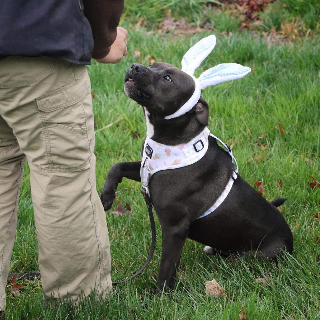 Enlarge Maverick, a Adoptable mixed breed in Fairfax, VA image 5/6