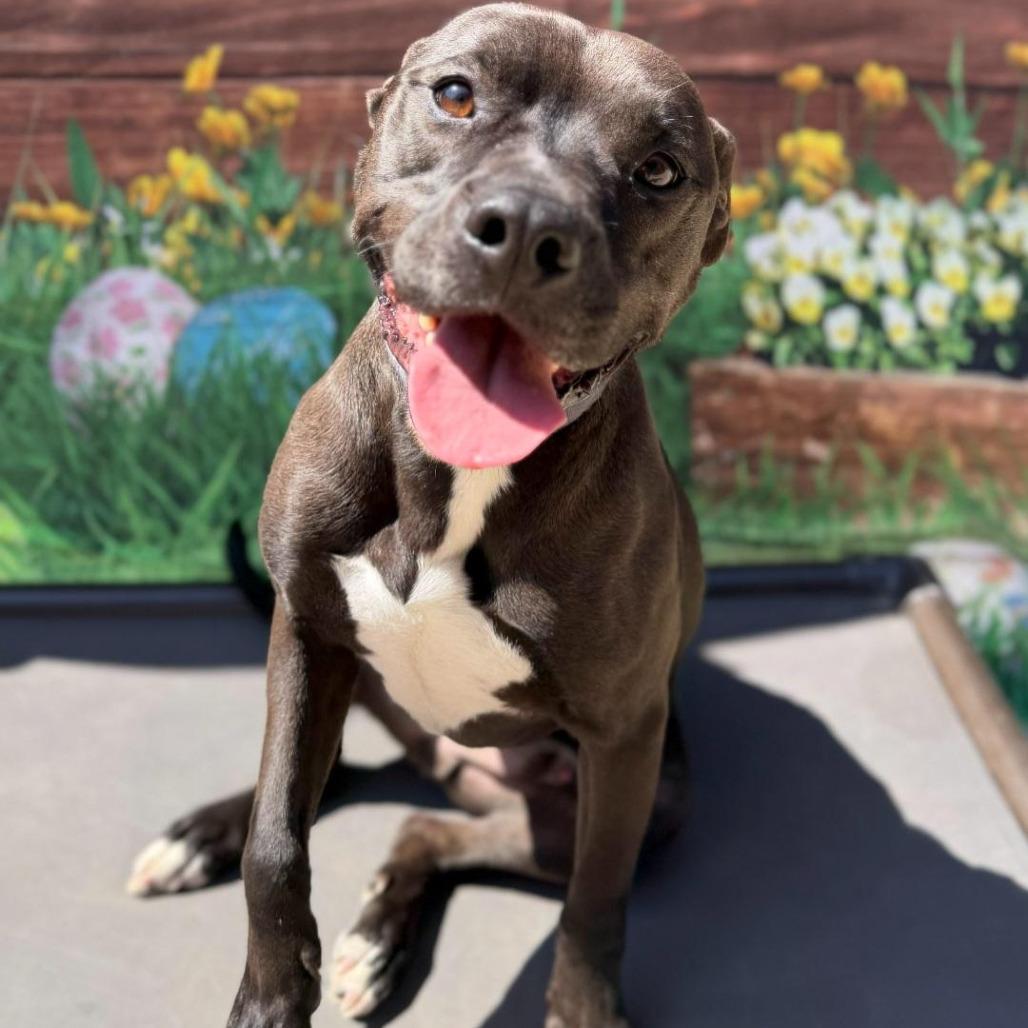 Enlarge Maverick, a Adoptable mixed breed in Fairfax, VA image 6/6