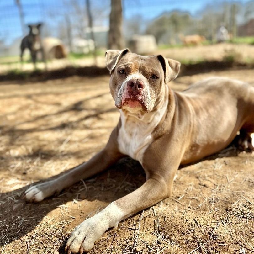 Enlarge Sueanne, a Adoptable Pit Bull Terrier in Seguin, TX image 1/6