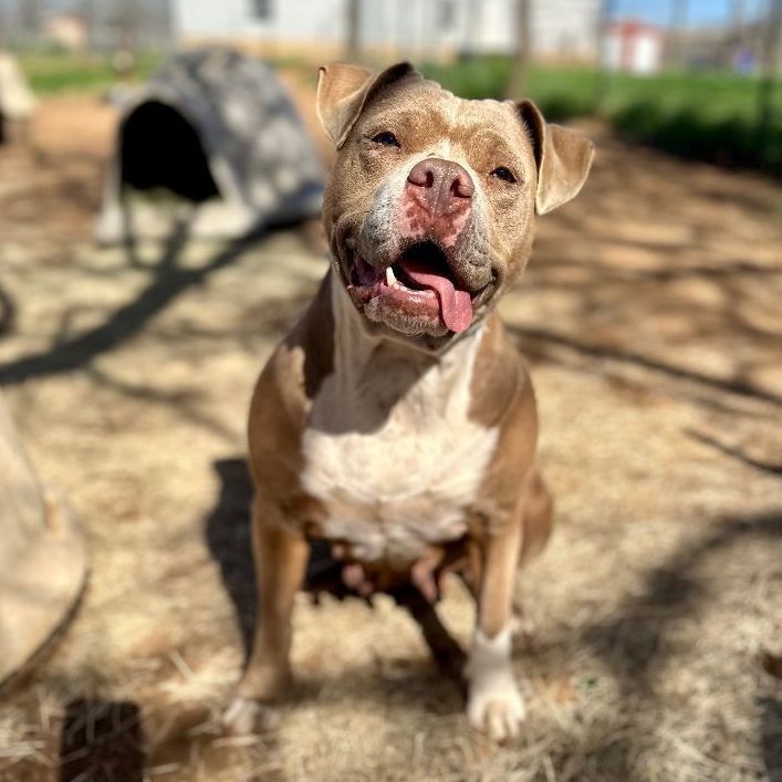 Enlarge Sueanne, a Adoptable Pit Bull Terrier in Seguin, TX image 2/6