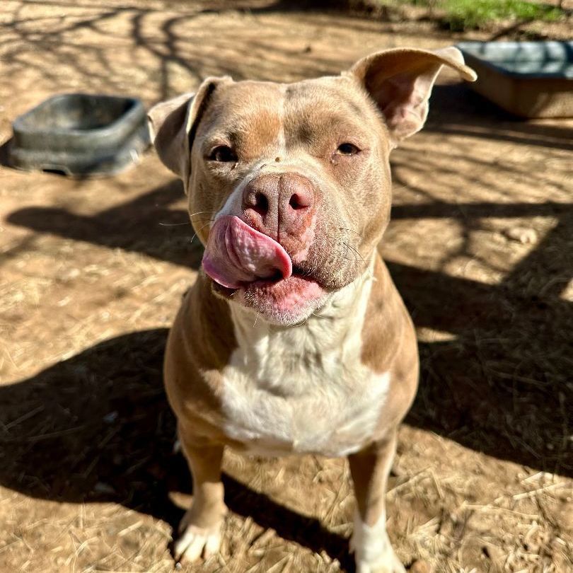 Enlarge Sueanne, a Adoptable Pit Bull Terrier in Seguin, TX image 3/6