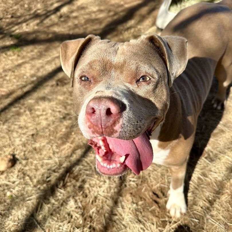 Enlarge Sueanne, a Adoptable Pit Bull Terrier in Seguin, TX image 4/6