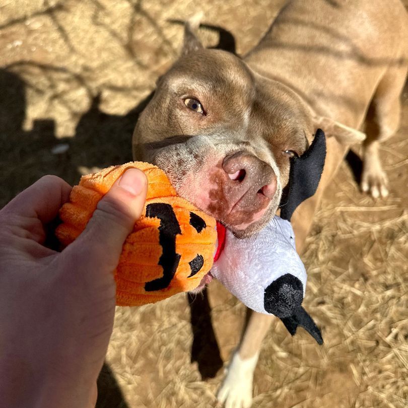 Enlarge Sueanne, a Adoptable Pit Bull Terrier in Seguin, TX image 5/6