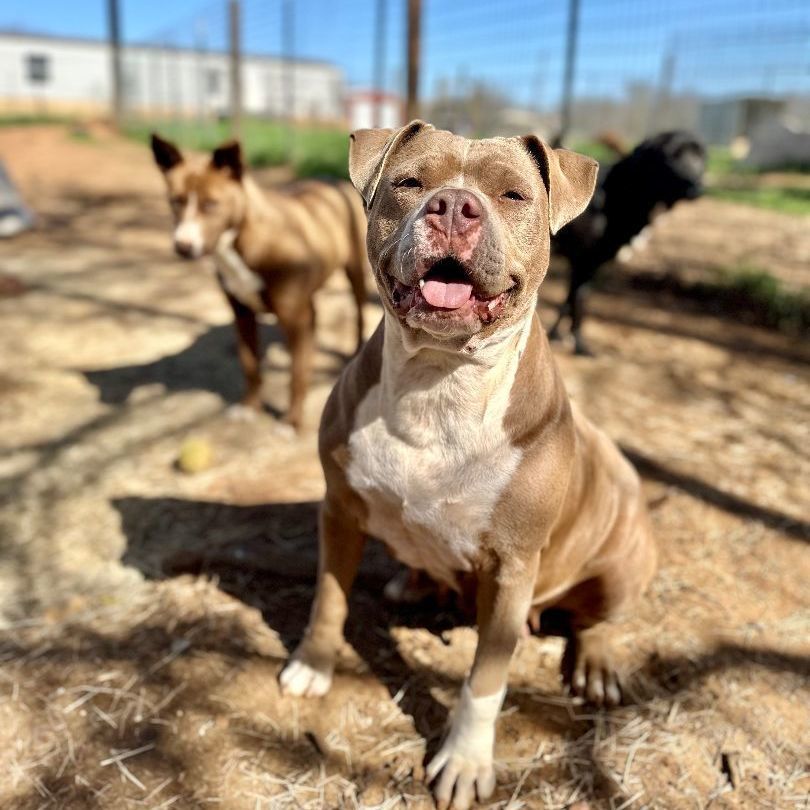 Enlarge Sueanne, a Adoptable Pit Bull Terrier in Seguin, TX image 6/6