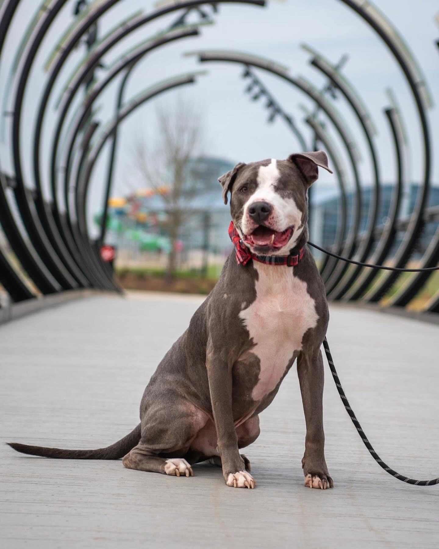 Enlarge Eugene, an adoptable mixed breed in Benbrook, TX image 3/5