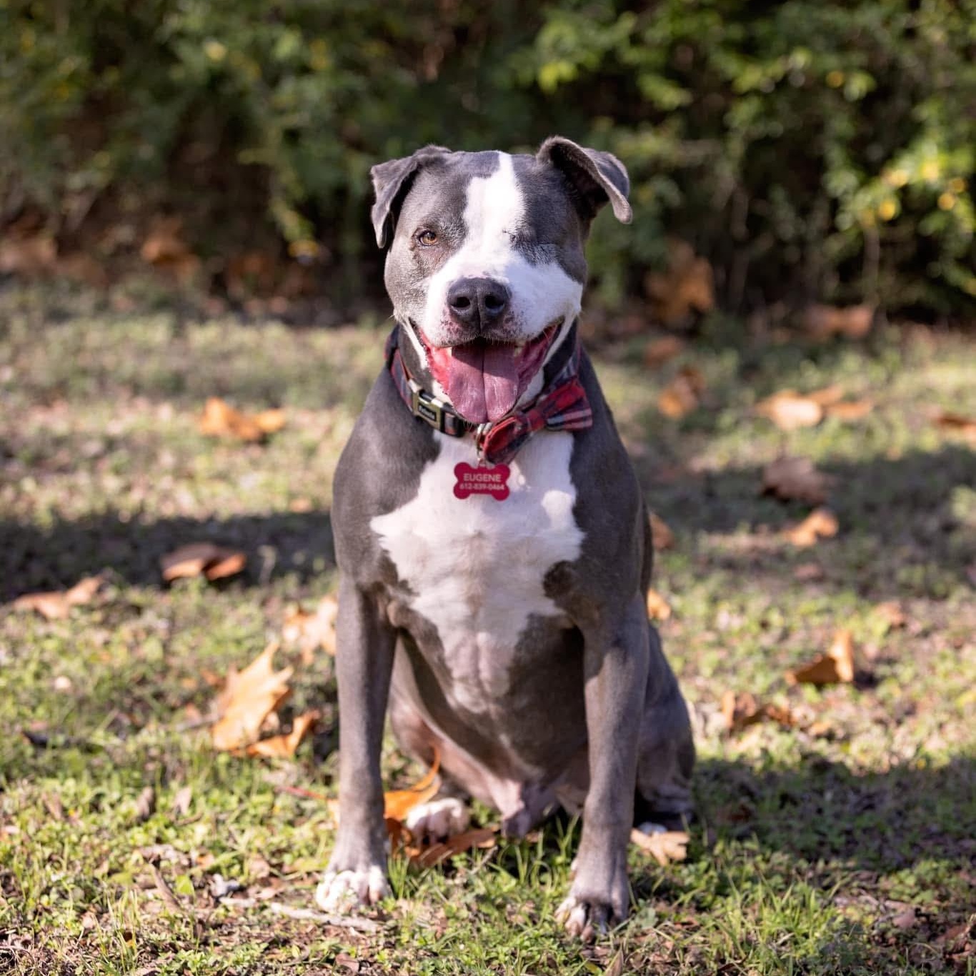 Eugene, Senior Male American Staffordshire Terrier
