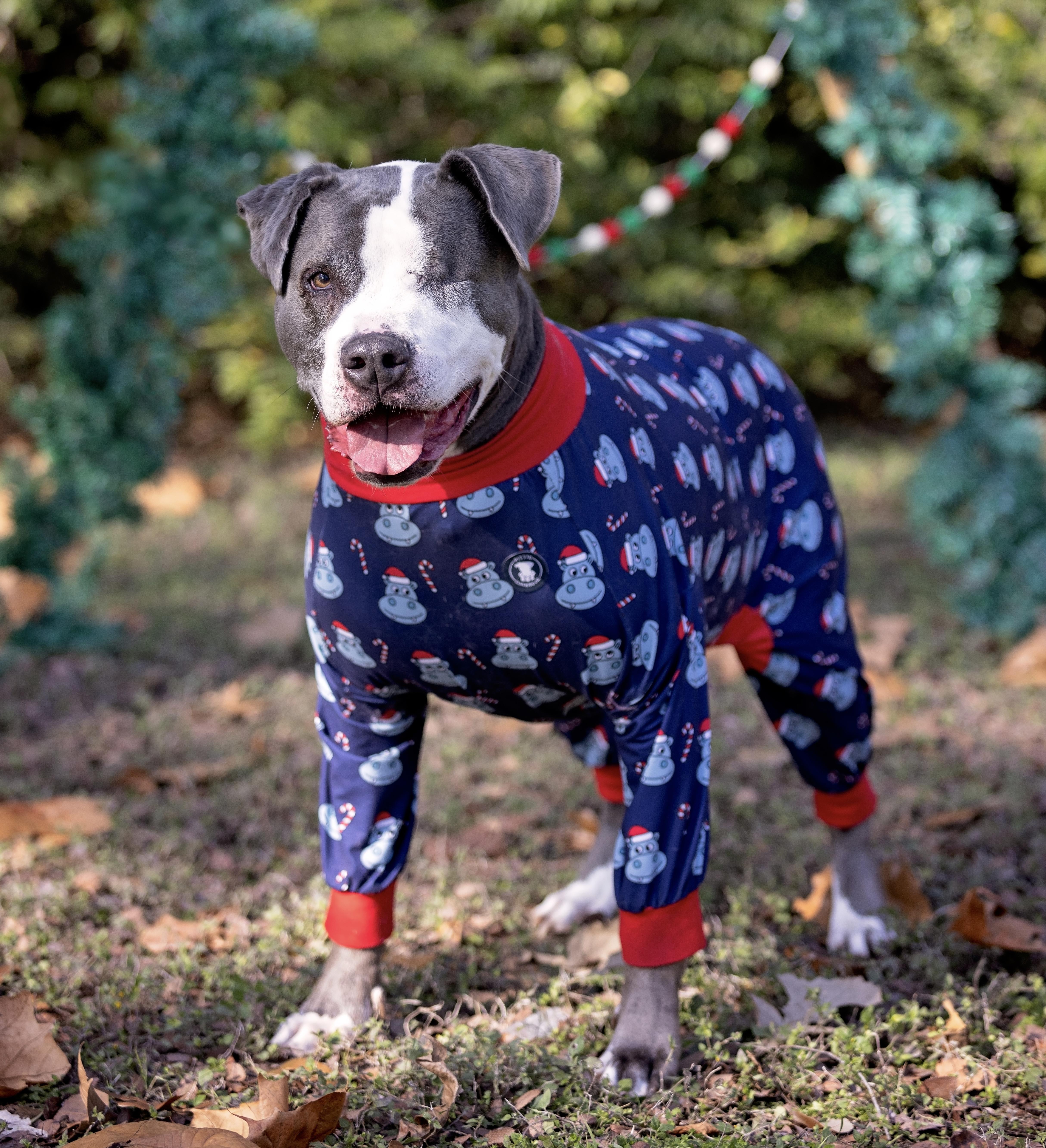 Enlarge Eugene, an adoptable mixed breed in Benbrook, TX image 2/5