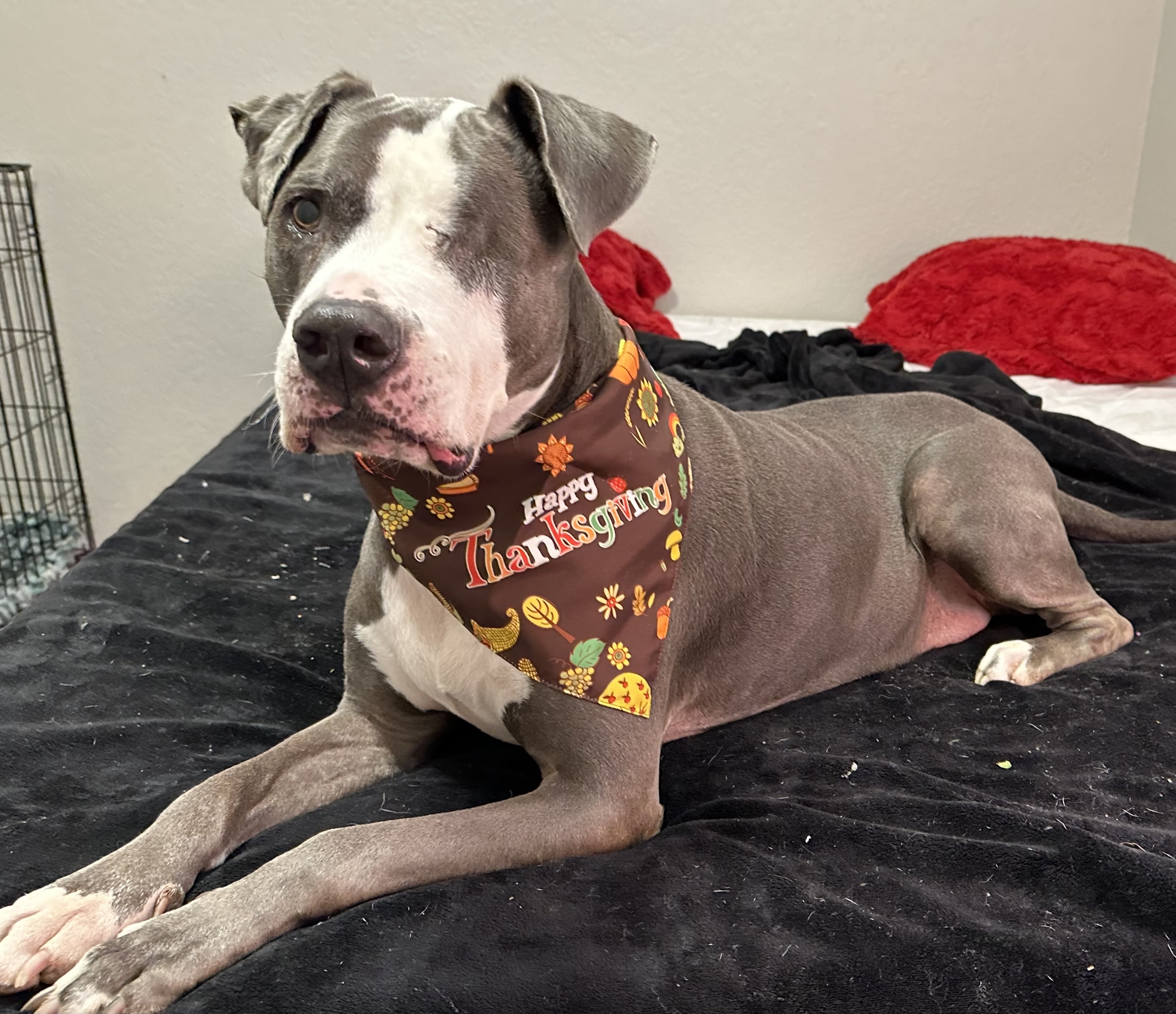 Enlarge Eugene, an adoptable mixed breed in Benbrook, TX image 4/5