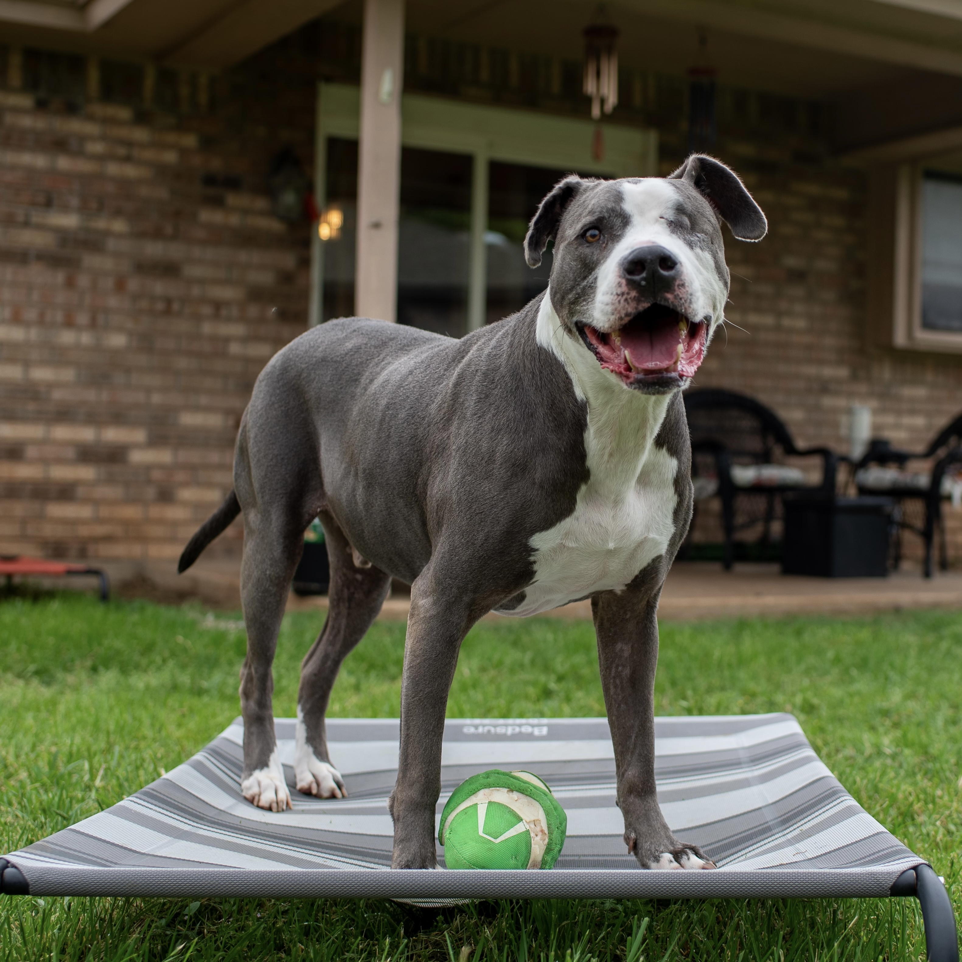 Enlarge Eugene, an adoptable mixed breed in Benbrook, TX image 5/5