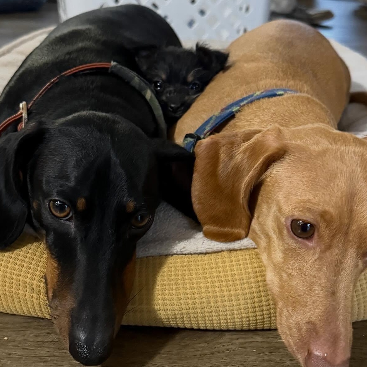 Enlarge Fiona , a ADOPTABLE mixed breed in Portland, OR image 3/3