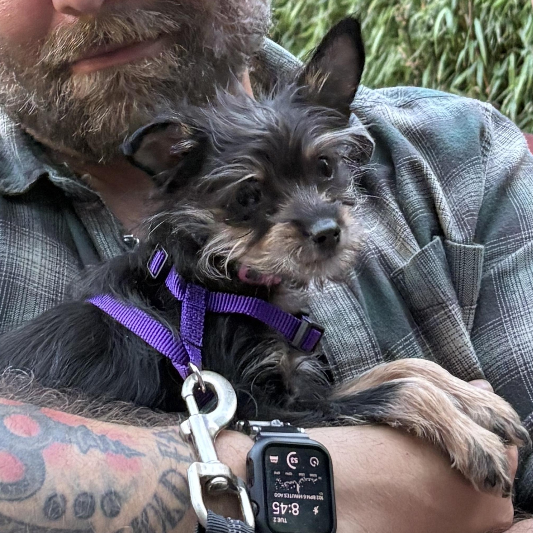 Fiona (Medical Hold), ADOPTABLE, Puppy Female Yorkshire Terrier & Chihuahua.