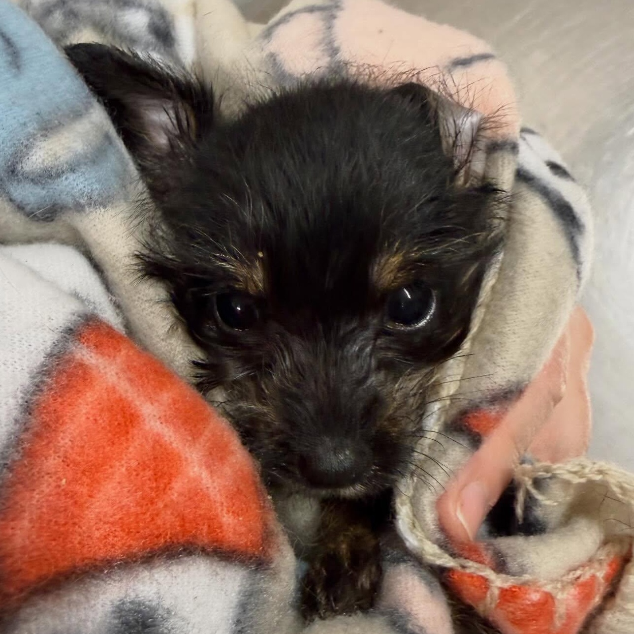 Enlarge Fiona , a ADOPTABLE mixed breed in Portland, OR image 1/3