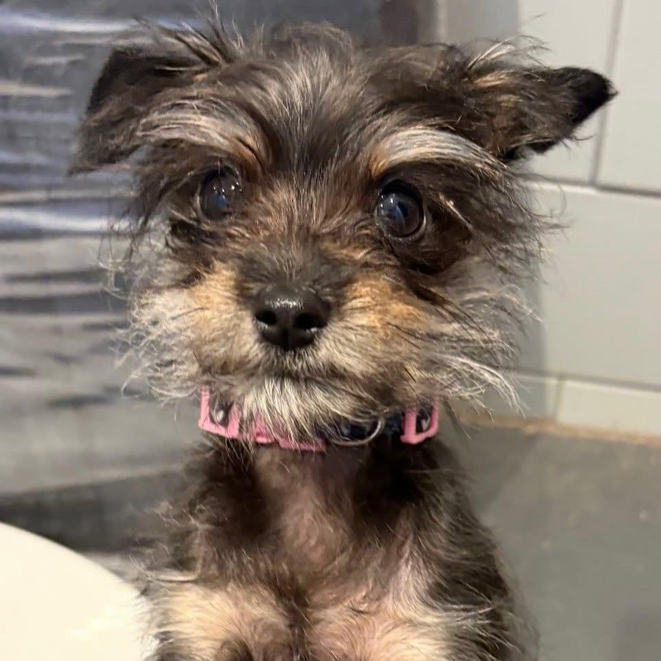 Fiona, ADOPTABLE, Puppy Female Yorkshire Terrier & Chihuahua.