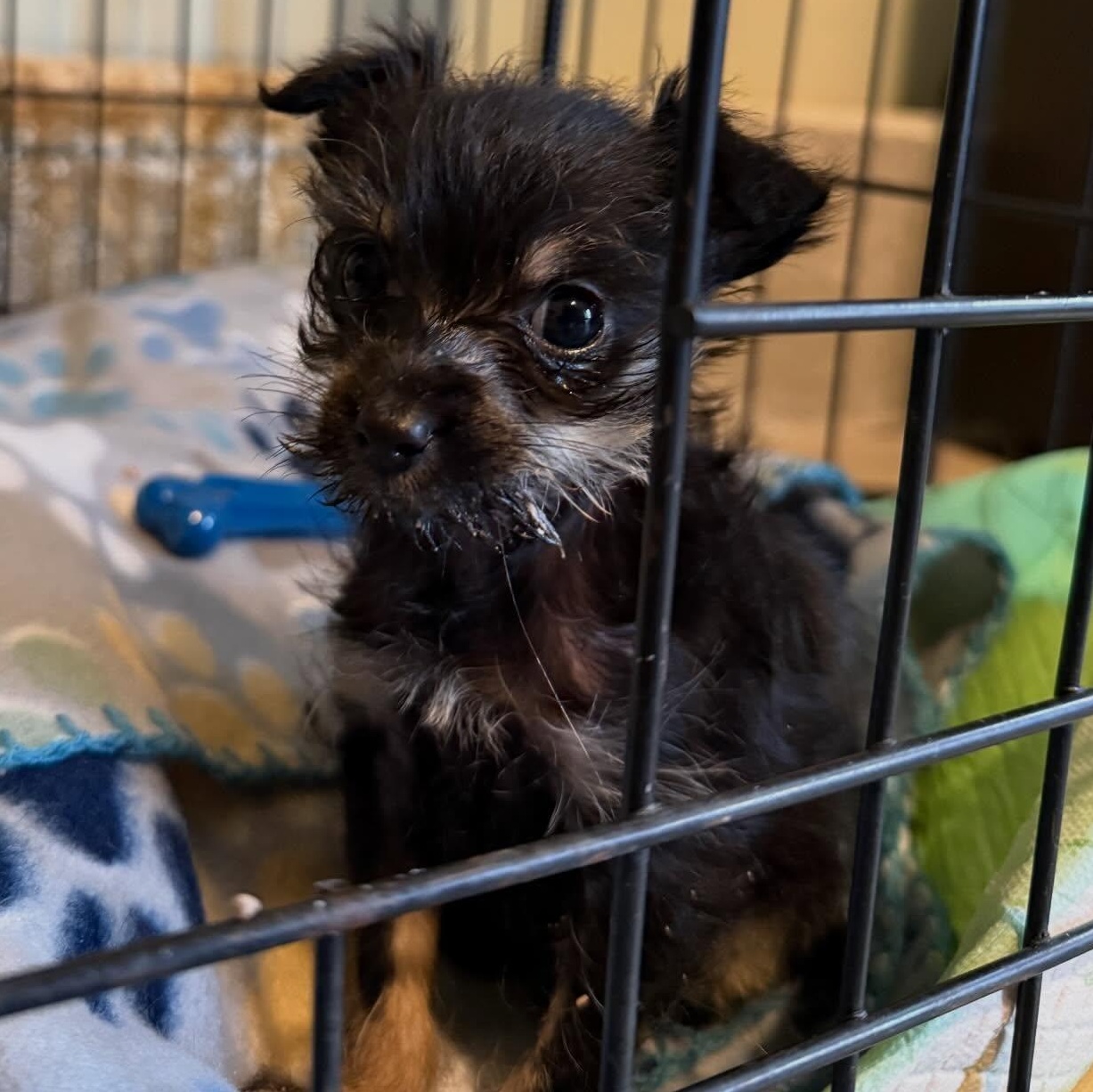 Enlarge Fiona , a ADOPTABLE mixed breed in Portland, OR image 2/3