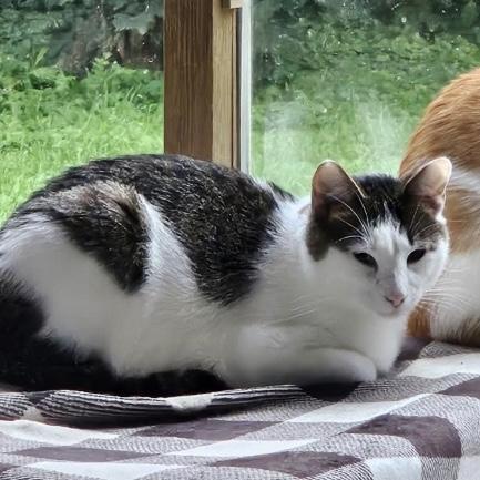 Snowshoe, Young Male Domestic Short Hair