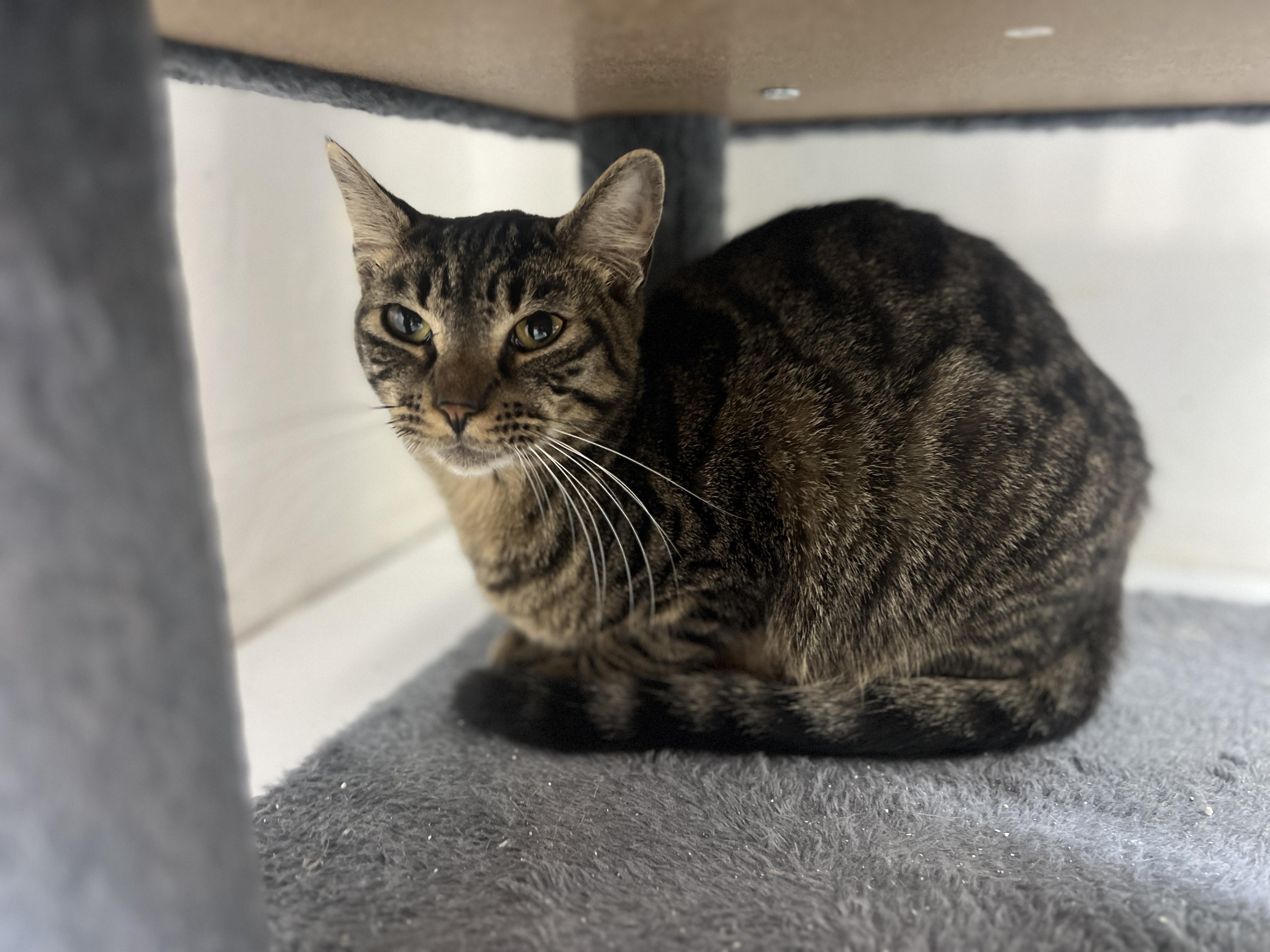 Beachy, a Adoptable Domestic Short Hair in chino, CA image 5/6