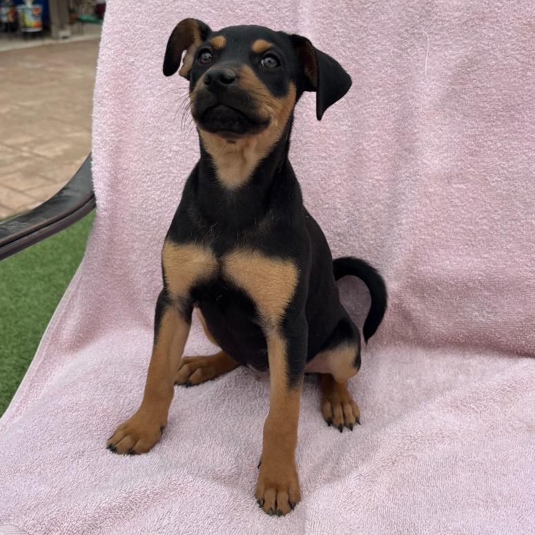 Goldie, Adoptable, Puppy Female Miniature Pinscher.