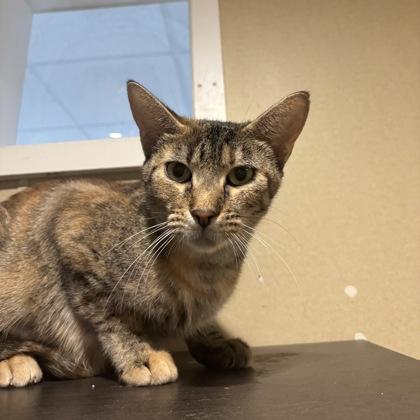 Enlarge Shark, a Adoptable mixed breed in Dubuque, IA image 3/3