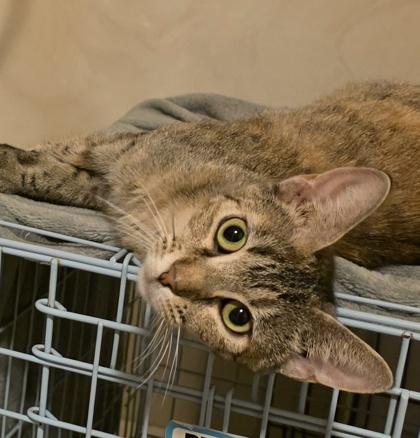 Enlarge Shark, a Adoptable mixed breed in Dubuque, IA image 2/3