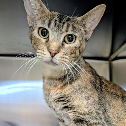Shark, Adoptable, Young Female Domestic Short Hair.
