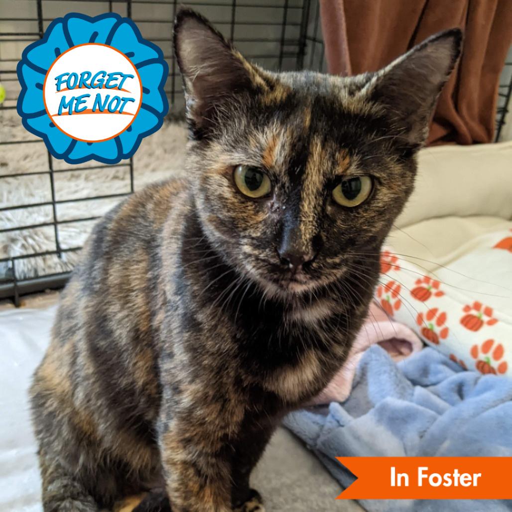 Enlarge Lyla, a Adoptable Domestic Short Hair in Baltimore, MD image 1/2