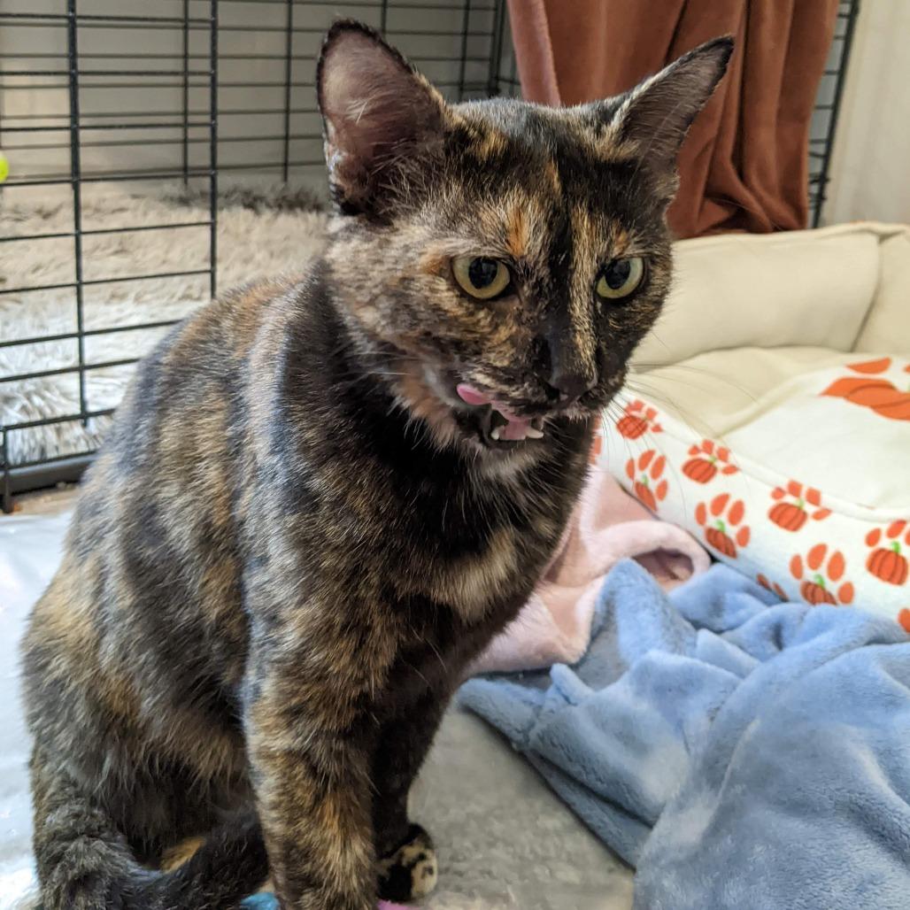 Enlarge Lyla, a Adoptable Domestic Short Hair in Baltimore, MD image 2/2