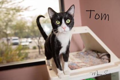 Tom, Adoptable, Adult Male Domestic Short Hair & Domestic Short Hair.