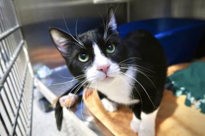 Enlarge Tom, a Adoptable mixed breed in Scottsdale, AZ image 2/3