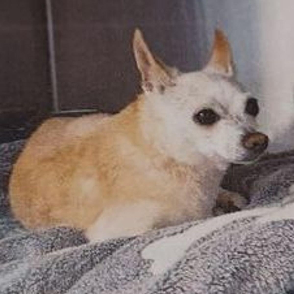 Enlarge Chatta, a Adoptable Chihuahua in Lake Havasu City, AZ image 1/1