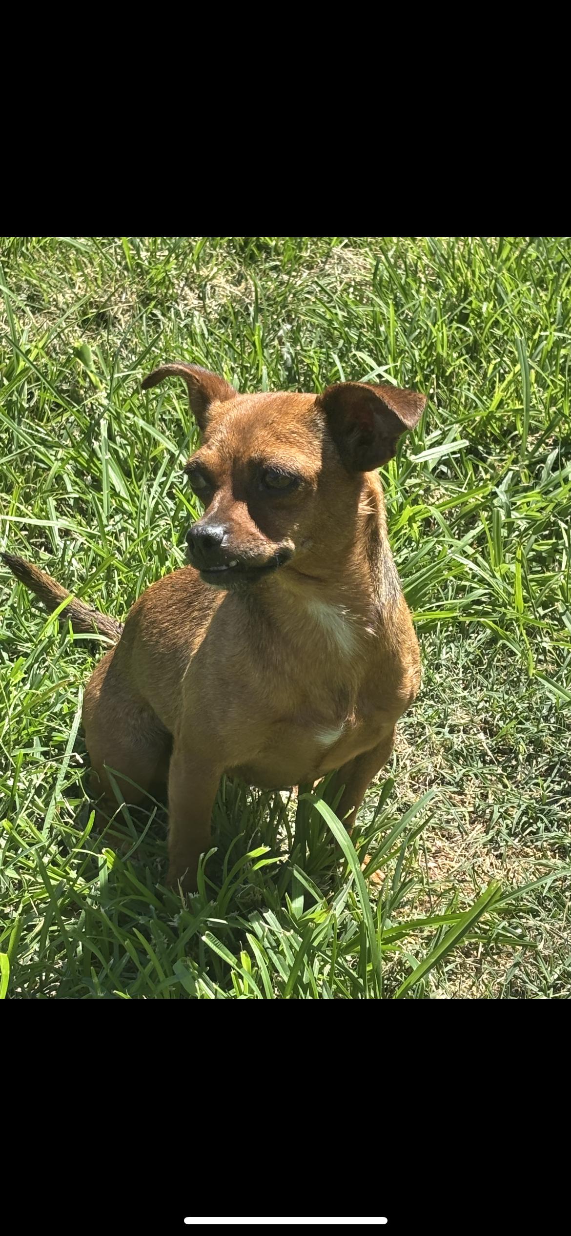 Ella, a Adoptable mixed breed in Hamden, CT image 1/6