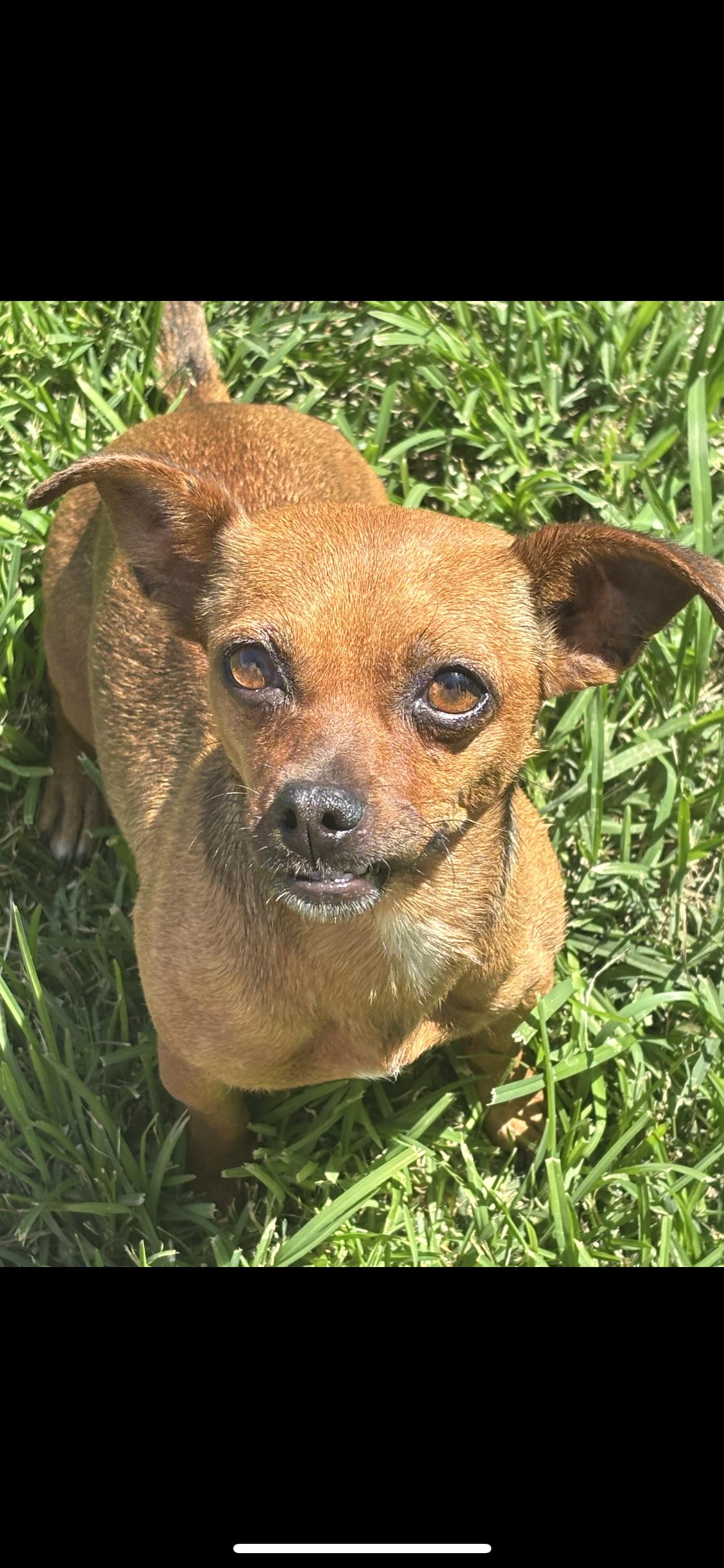Ella, a Adoptable mixed breed in Hamden, CT image 5/6
