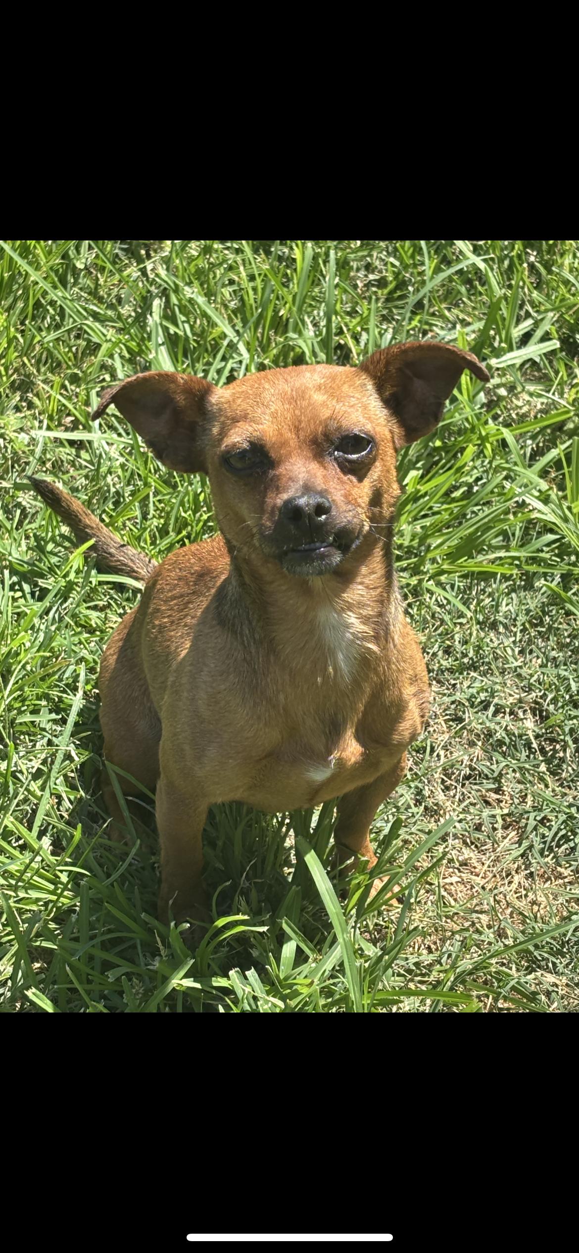 Ella, a Adoptable mixed breed in Hamden, CT image 3/6
