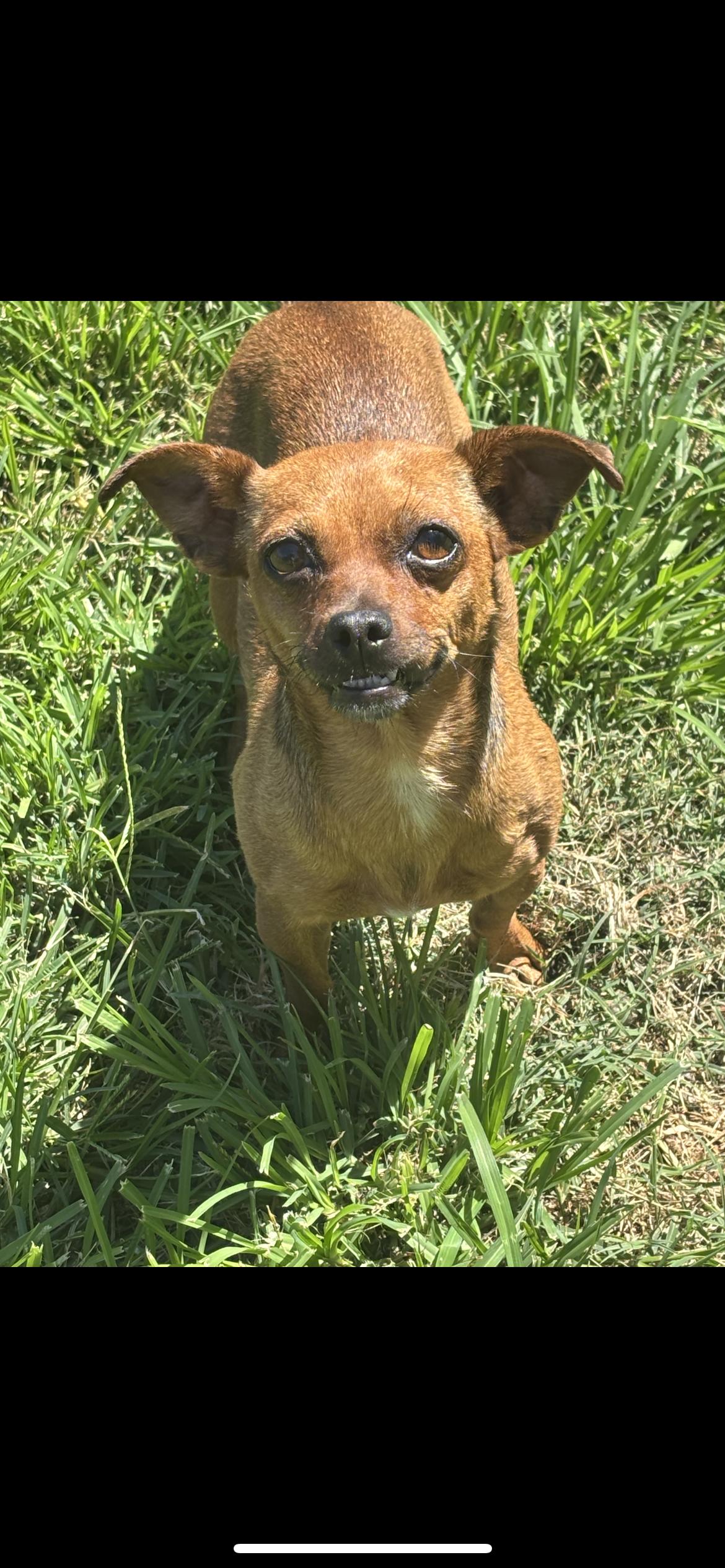 Ella, a Adoptable mixed breed in Hamden, CT image 4/6