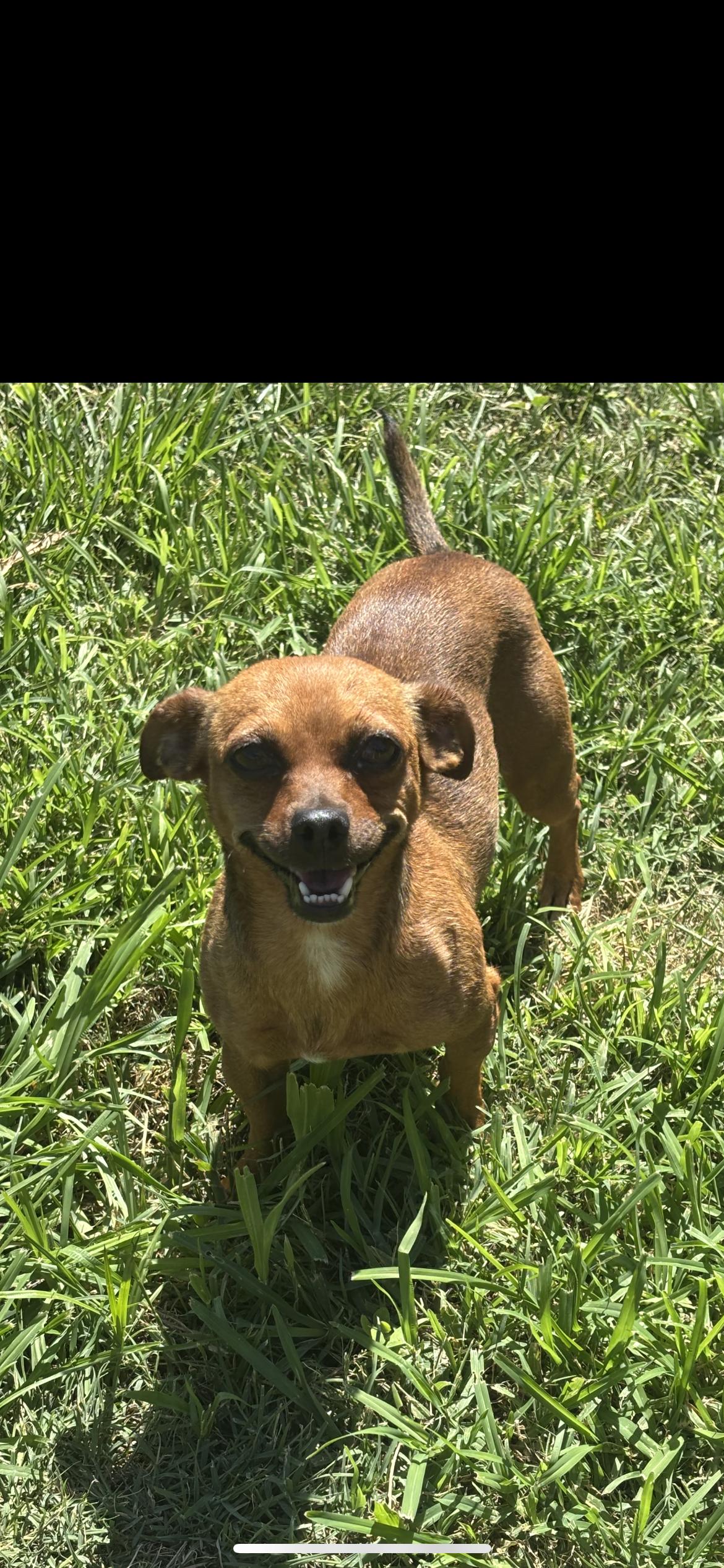 Ella, a Adoptable mixed breed in Hamden, CT image 2/6