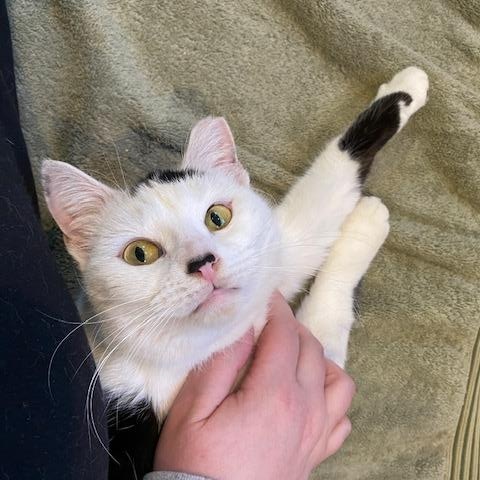 Enlarge Daffodil, a Adoptable Domestic Short Hair in Hyattsville, MD image 2/5