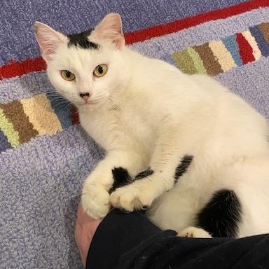 Enlarge Daffodil, a Adoptable Domestic Short Hair in Hyattsville, MD image 5/5