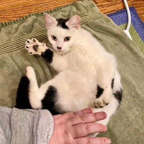 Enlarge Daffodil, a Adoptable Domestic Short Hair in Hyattsville, MD image 4/5