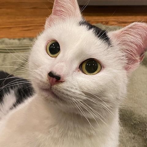 Enlarge Daffodil, a Adoptable Domestic Short Hair in Hyattsville, MD image 1/5