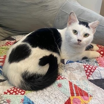 Enlarge Daffodil, a Adoptable Domestic Short Hair in Hyattsville, MD image 3/5