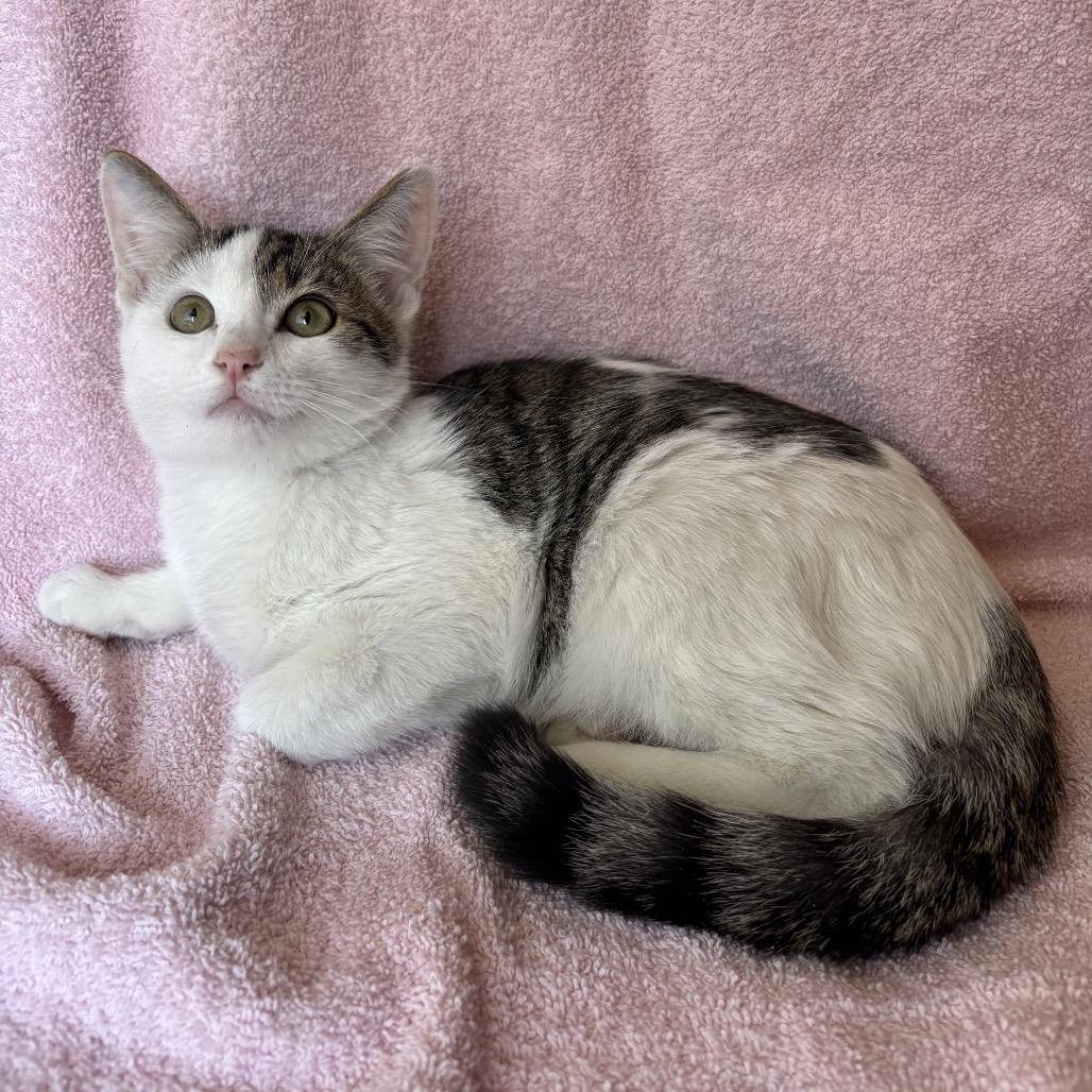 Dash, Adoptable, Kitten Male Domestic Short Hair.