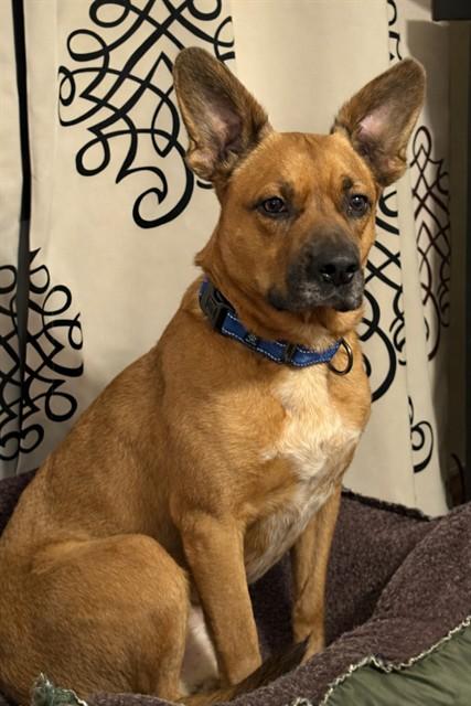 NEEKO, Adoptable, Adult Male Labrador Retriever & Australian Cattle Dog / Blue Heeler.