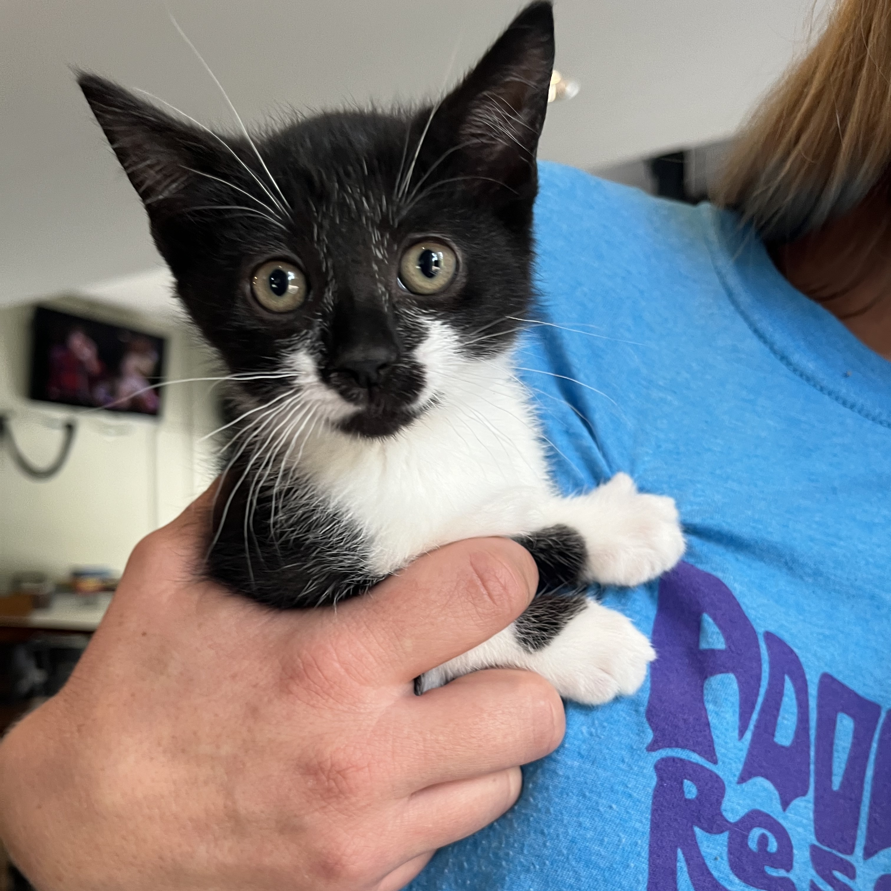 Tansy, a Adoptable Domestic Short Hair in Sanford, NC image 4/6
