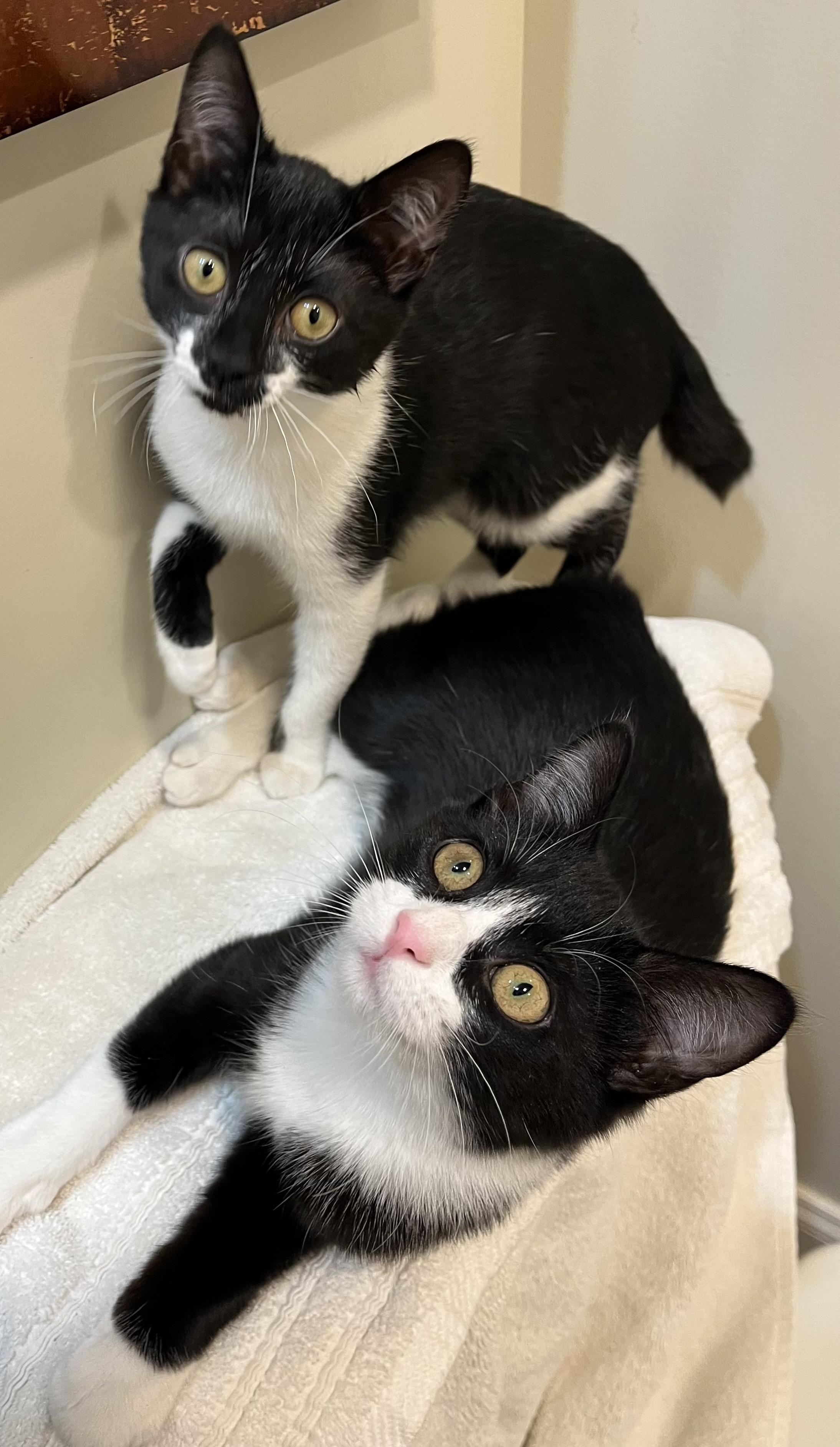 Tansy, a Adoptable Domestic Short Hair in Sanford, NC image 6/6