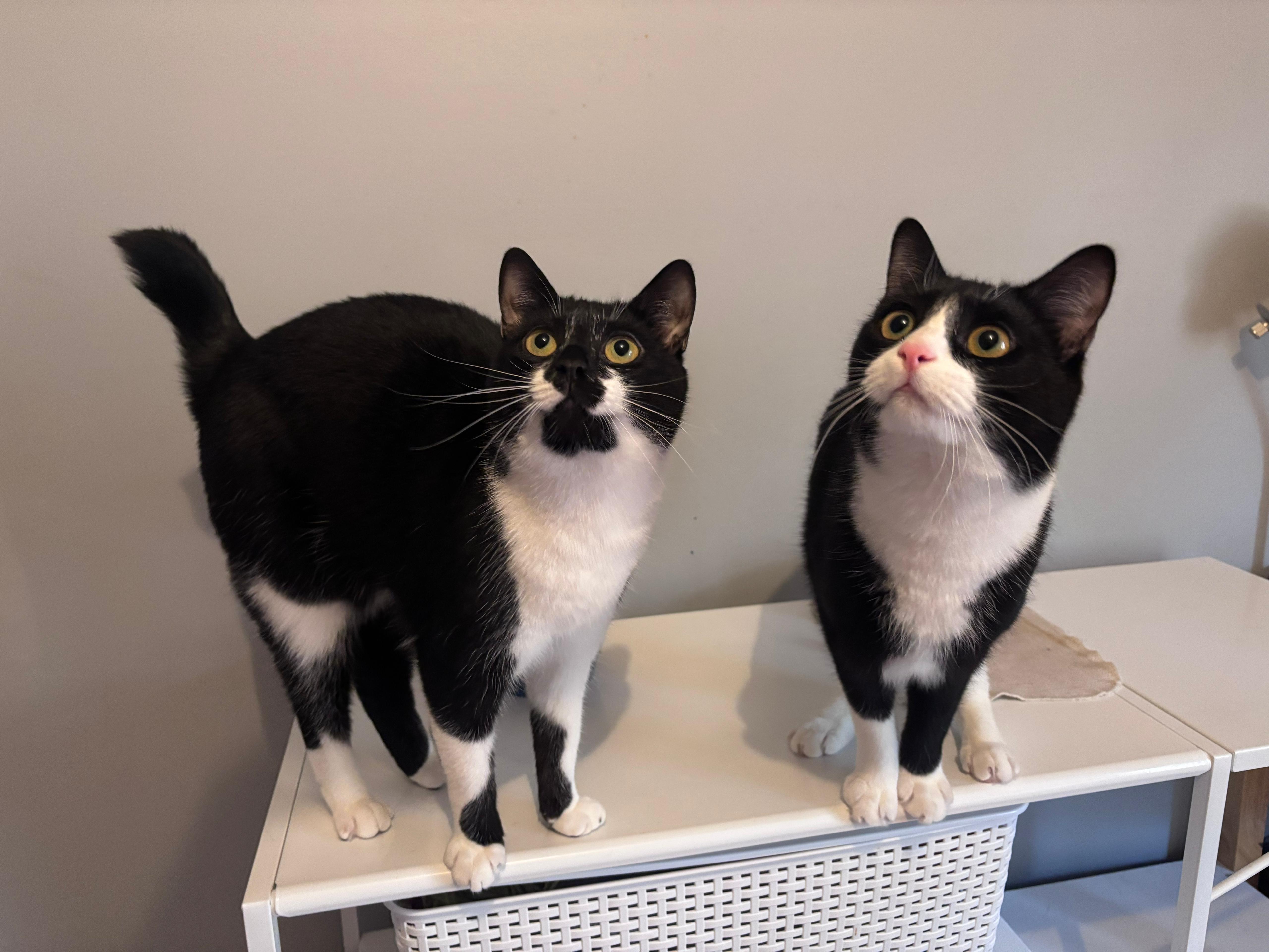 Enlarge Tansy, an adoptable mixed breed in Sanford, NC image 5/6